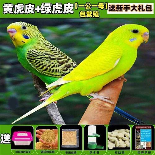 速发虎皮鹦鹉活鸟活物小鸟活鸟会说话的鸟类活鸟玄凤牡丹人工繁育