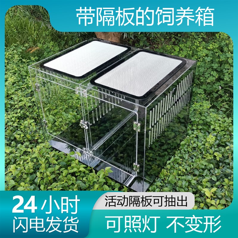 速发高透明爬箱带分隔板睫角盖勾亚巨人豹纹守宫角树蛙爬虫宠压克