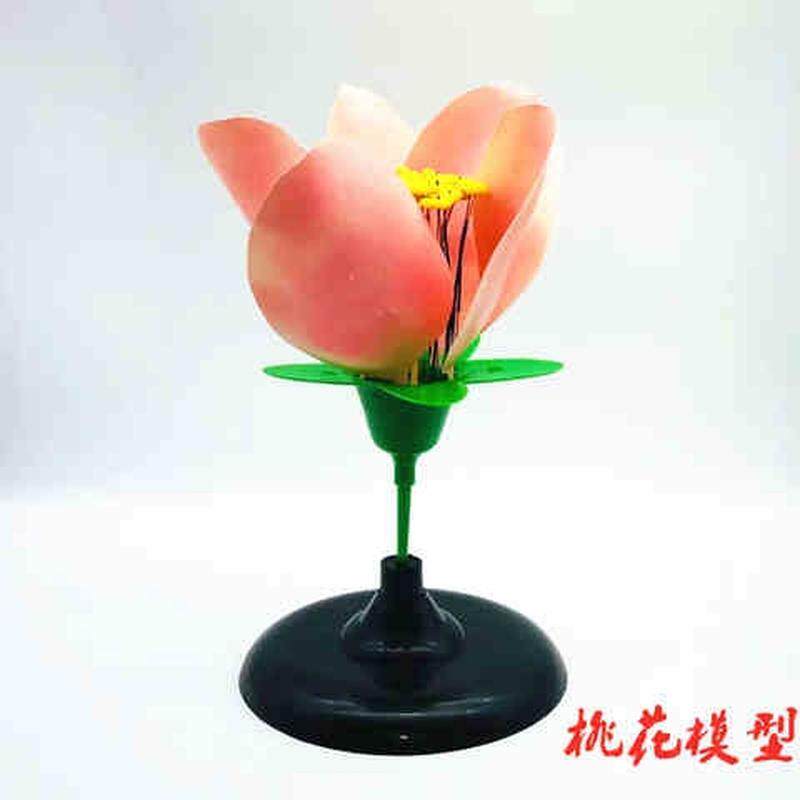 速发007挑花模型花蕊花瓣可组装中学生物科学植物学教具模型教学