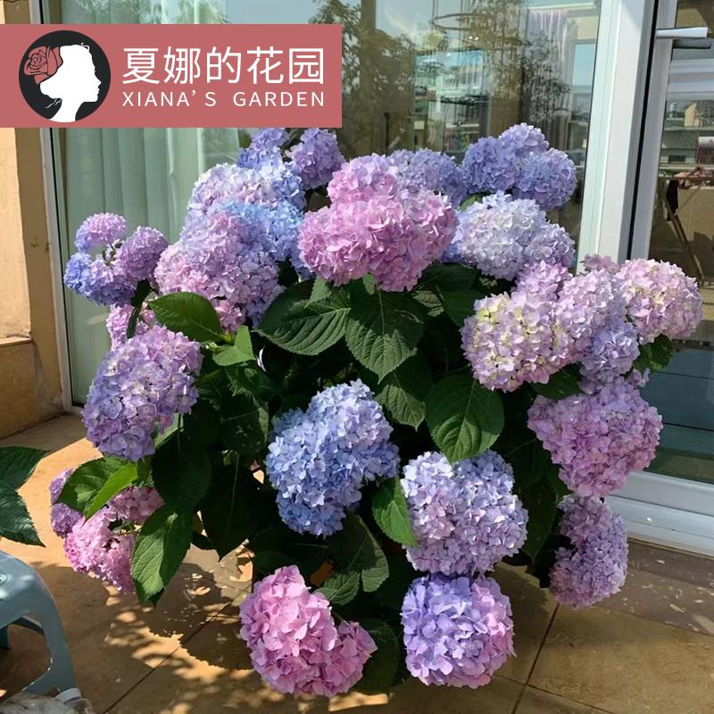 无尽夏绣球花苗四季开花室外庭院阳台盆栽种绣球花紫阳花圆锥灌木