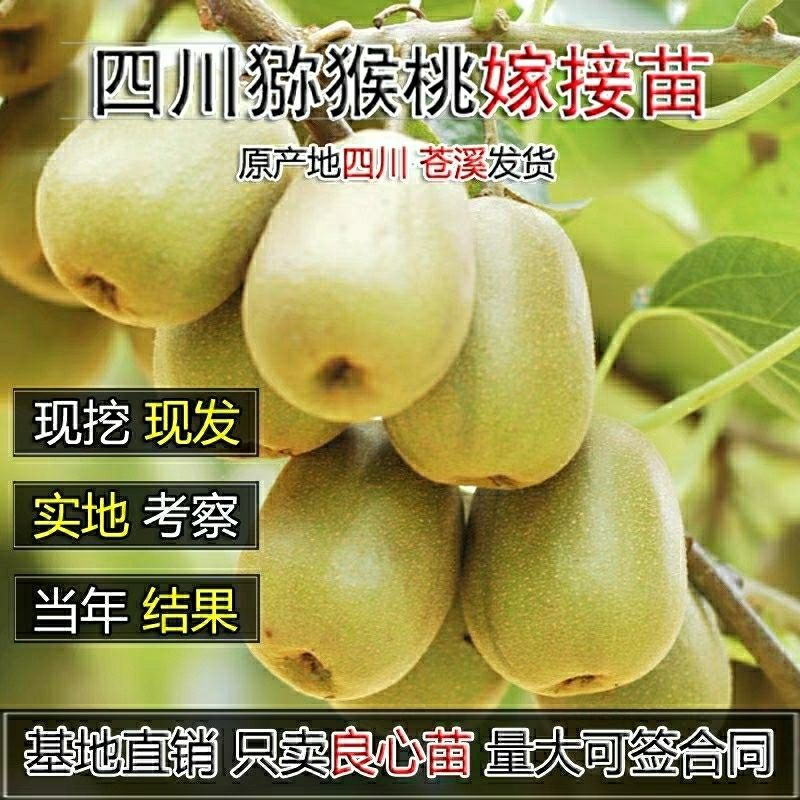 四川红心嫁接猕猴桃树苗