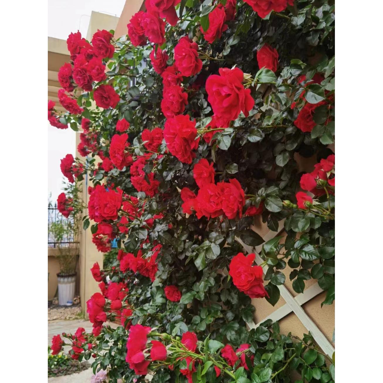 鲁硕红北方耐寒藤本月季 室外庭院植物 盆栽地栽南北方庭院花卉