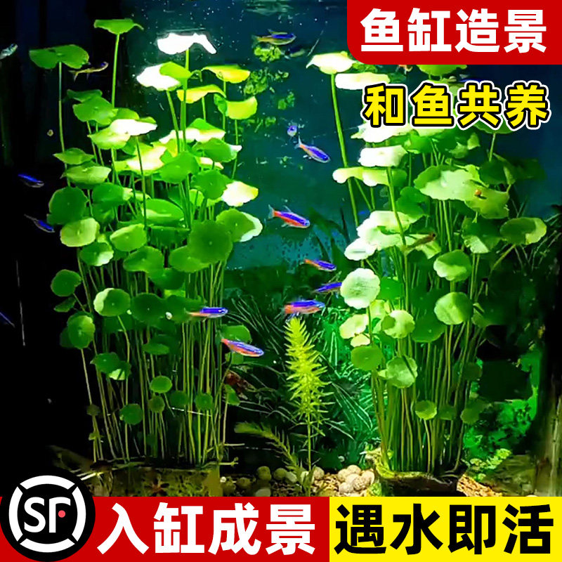 速发大叶铜钱草水草植物和鱼养共金钱培鱼缸专用造景水草净化水质