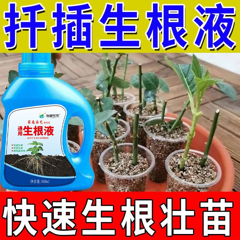速发扦插快速生根液嫁接移栽发芽壮苗月季玫瑰花卉树木植物强力生