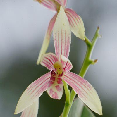 匠人花圃云南普洱秋榜兰花白墨复色花浓香型墨兰国魂植盆景