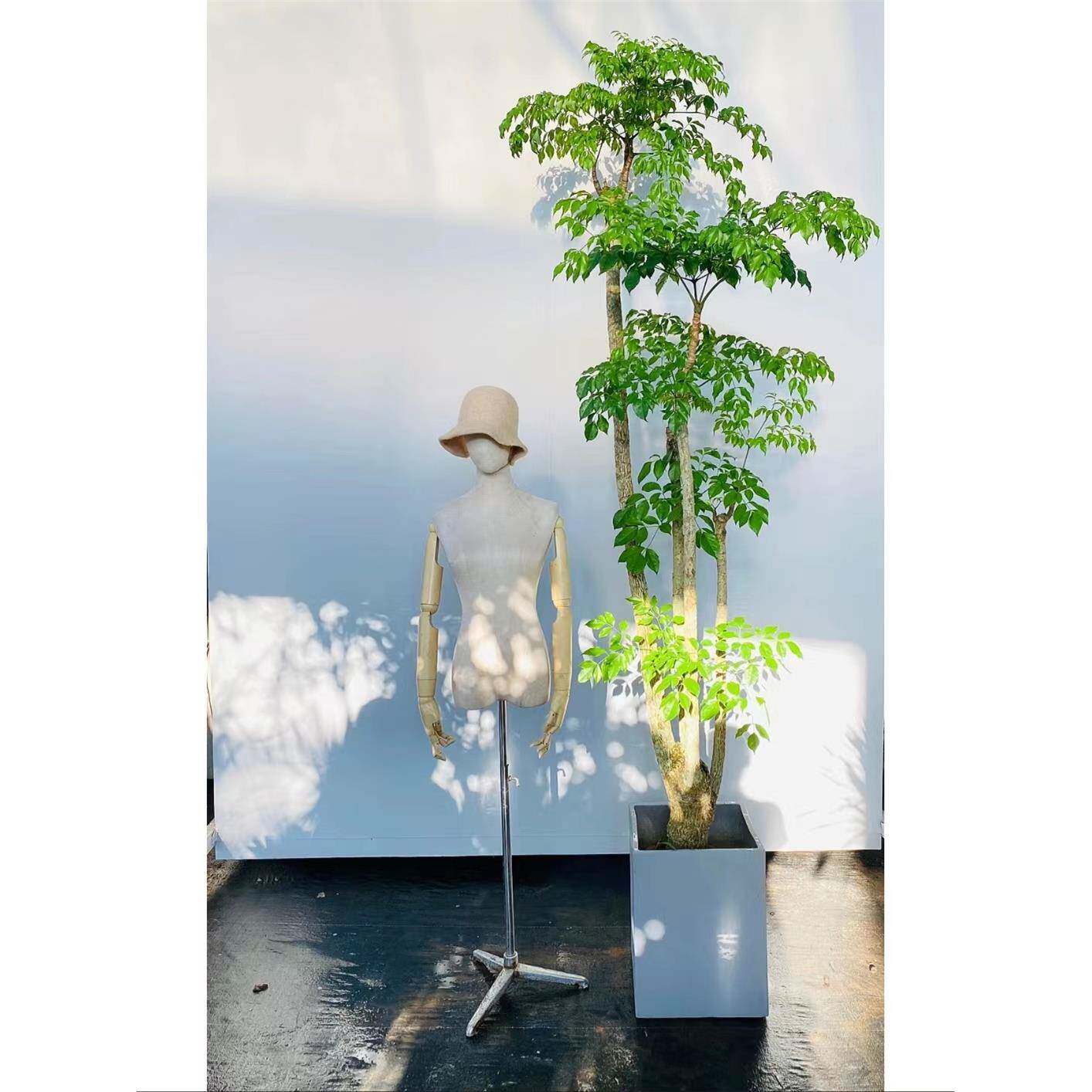 厂促原生老桩大幸福树幌伞枫盆栽多头大型绿植客厅盆栽办公室内植