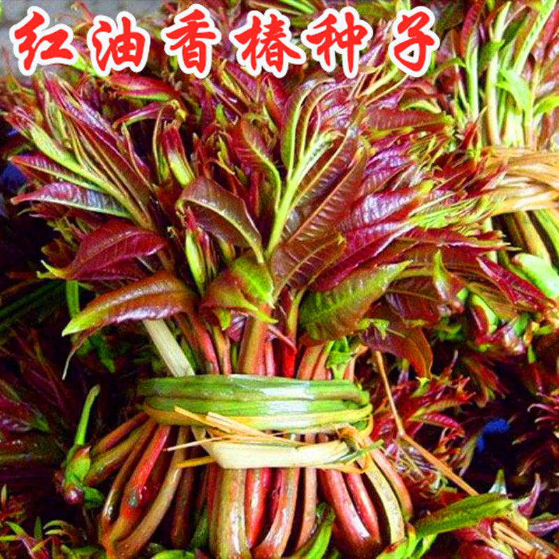 红油香椿种子四季播香椿种子红油香椿种子红油香椿种子红油香椿籽