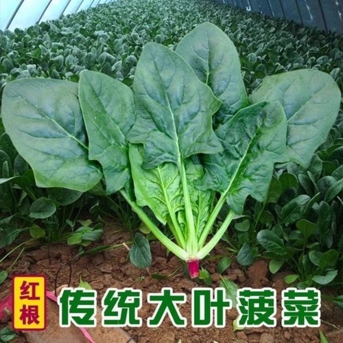 春秋大叶菠菜种子四季易种原生态菠菜籽耐热耐寒越冬四季蔬菜种子