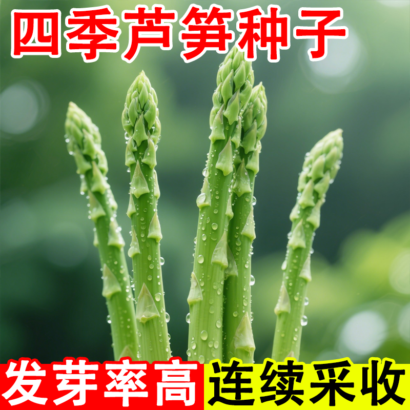 芦笋种子四季播多年生青笋种子耐热寒四季紫芦笋种籽阳台庭院种植