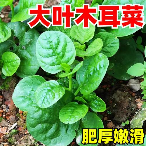 大叶木耳菜种子四季种速生豆腐菜种籽春夏秋阳台盆栽田园蔬菜种子