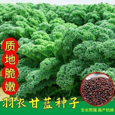 羽衣甘蓝种子耐热甘蓝种籽春秋冬季四季种植阳台盆栽绿色蔬菜种孑