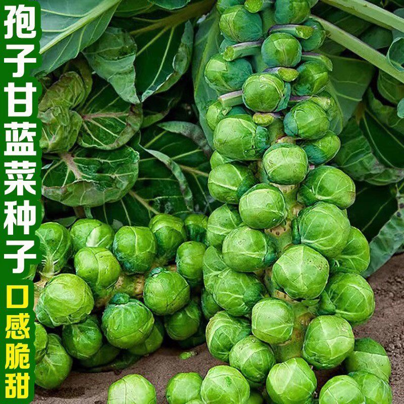 孢子甘蓝种子四季播种小包菜卷心菜包心菜种子四季播蔬菜种子大全