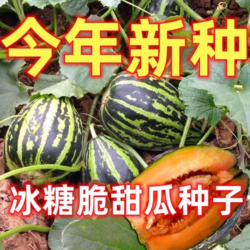 冰糖甜瓜种籽甜掉牙甜瓜子薄皮超甜高产香瓜四季阳台盆栽羊角蜜籽
