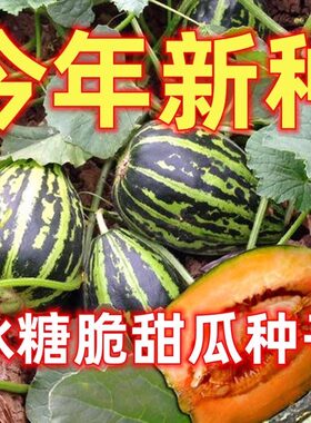 冰糖甜瓜种籽甜掉牙甜瓜子薄皮超甜高产香瓜四季阳台盆栽羊角蜜籽