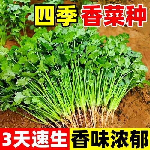 四季香菜种籽大叶芫荽种子农家老品种速生耐热耐寒香菜籽蔬菜种子