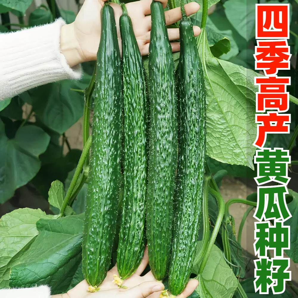 高产黄瓜种子苗籽种青瓜旱球小蔬菜种籽菜苗孑菜种秧嫁接秧苗大全