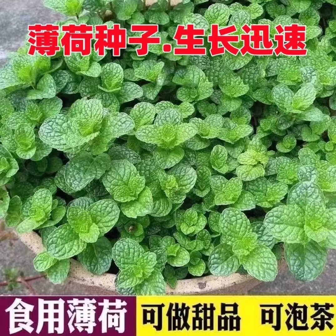 食用薄荷种子柠檬薄荷种子驱蚊花草植物种子四季阳台盆栽薄荷种籽