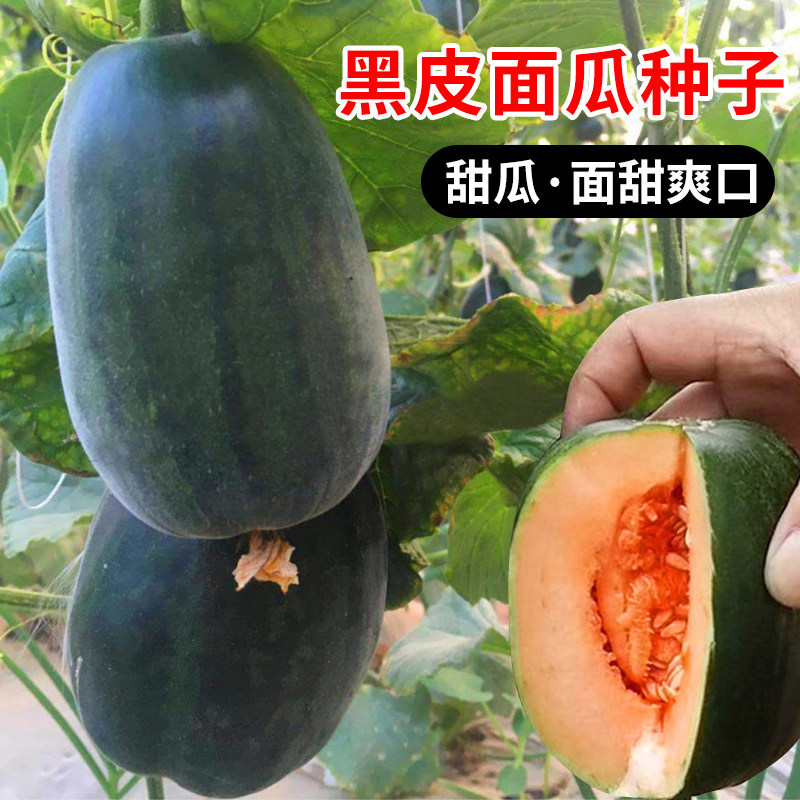黑皮面瓜种子高产薄皮老品水果种籽庭院盆栽地爬两用大田蔬菜种子