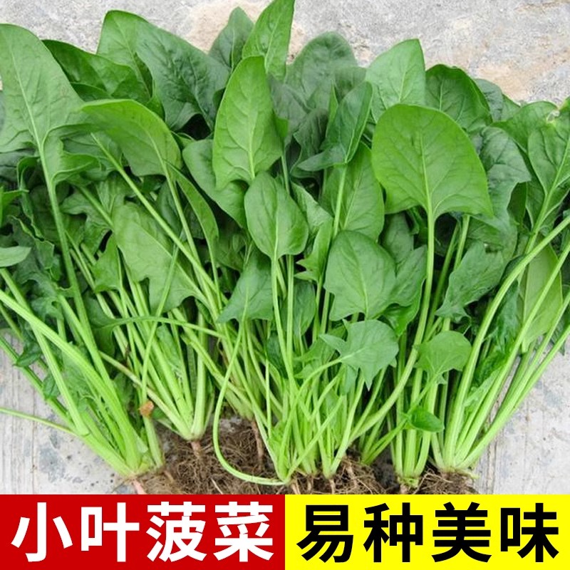 小叶菠菜种子小尖叶土菠菜种子高产易种四季播种耐寒蔬菜种子大全