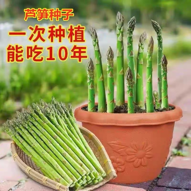 芦笋种子耐寒耐热阳台盆栽家庭小院种植蔬菜营养种苗播种