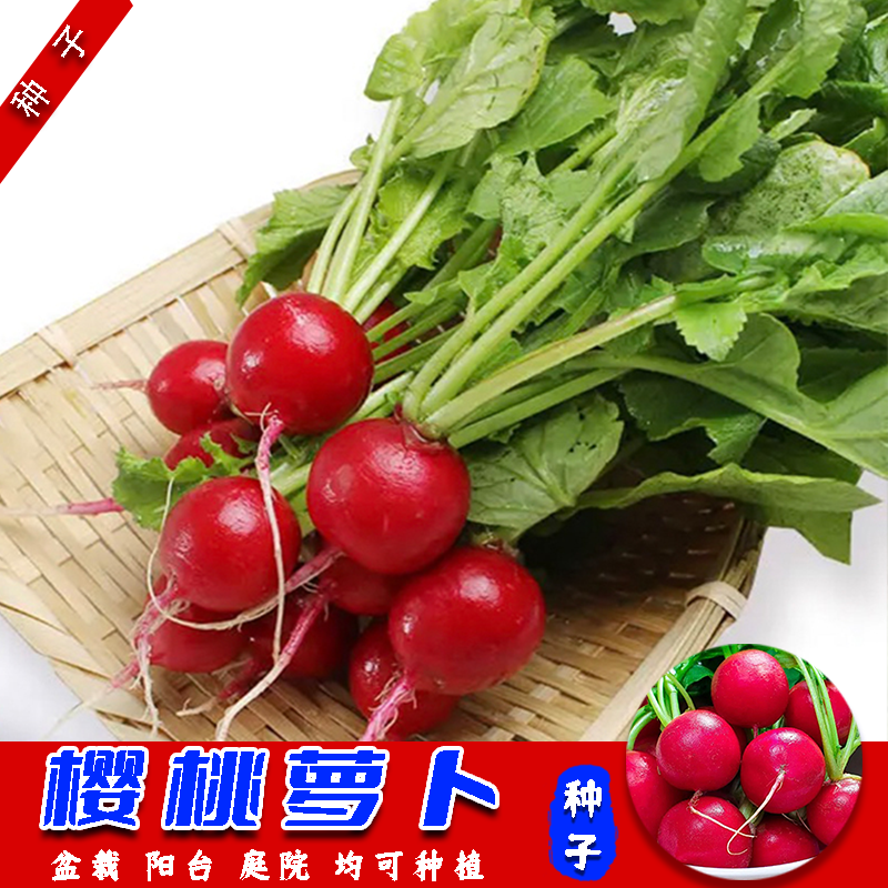 樱桃萝卜种子迷你萝卜菜籽四季阳台盆栽易种蔬菜萝卜种子家庭种植
