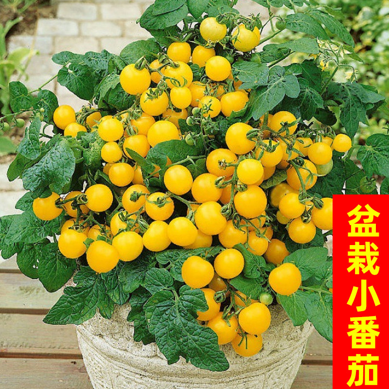 盆栽黄色番茄种子春秋室内阳台种孑樱桃小西红柿圣女果春水果种籽