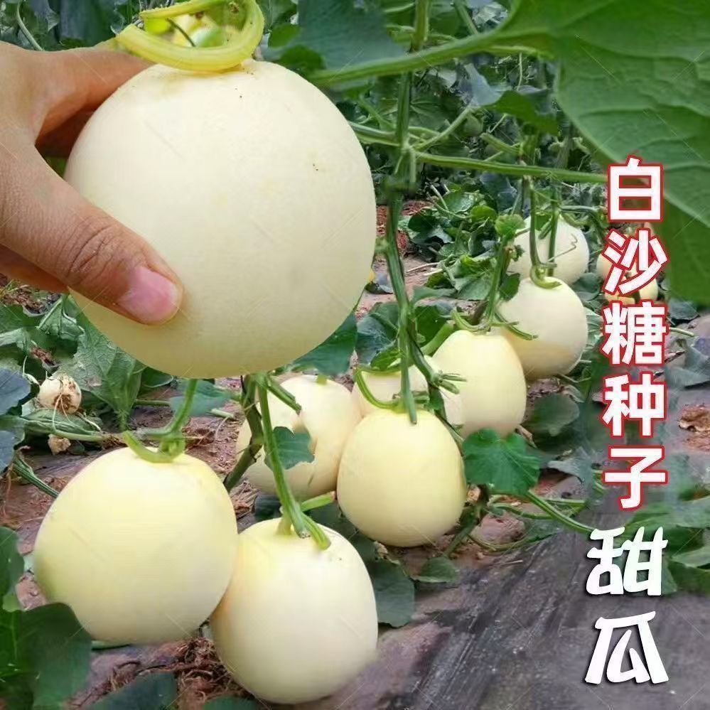 白沙蜜甜瓜种籽春秋季高产薄皮白皮香瓜种子四季香瓜种籽水果种孑