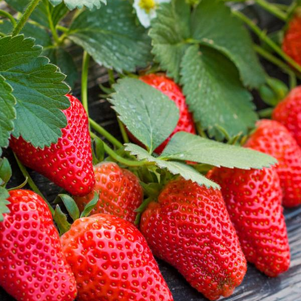 奶油草莓种子四季香甜大果草莓种籽四季易种阳台盆栽水果蔬菜种籽
