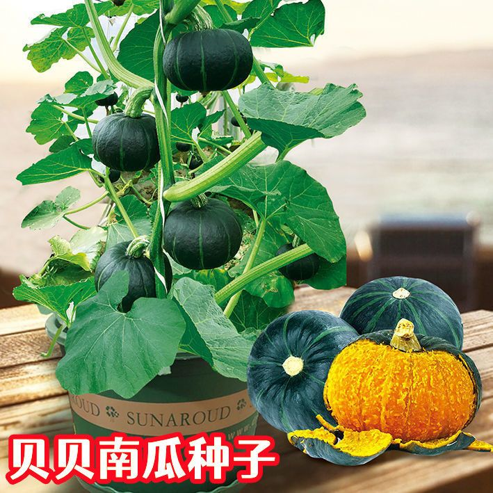 绿贝贝南瓜种子迷你高产板栗味四季家庭阳台种植蔬菜种子四季种植