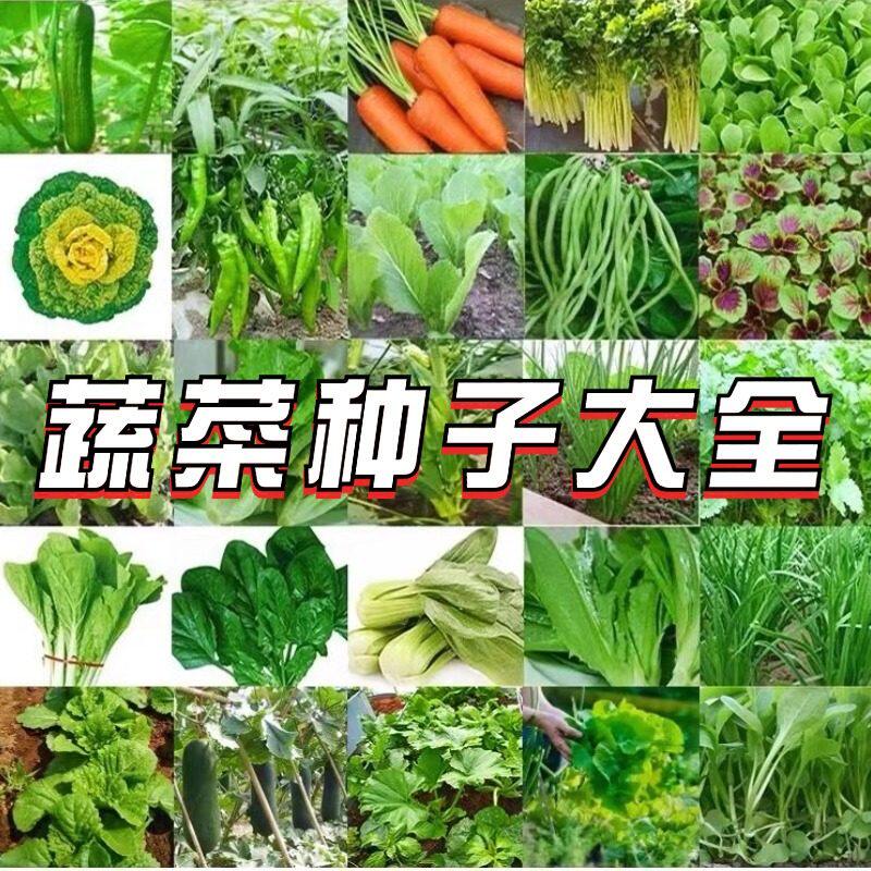 蔬菜种子菜种籽种孑西红柿草莓香菜番茄黄瓜辣椒西瓜蔬苗四季大全图片