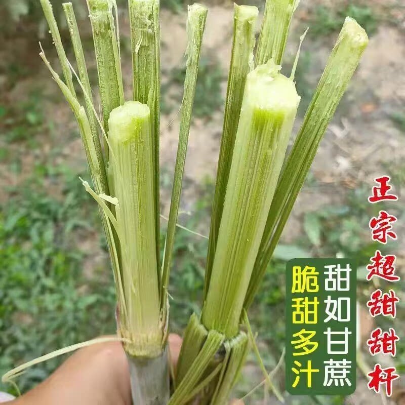 甜杆种子小甜杆多汁农家四季水果甜高粱杆正宗甜杆种籽