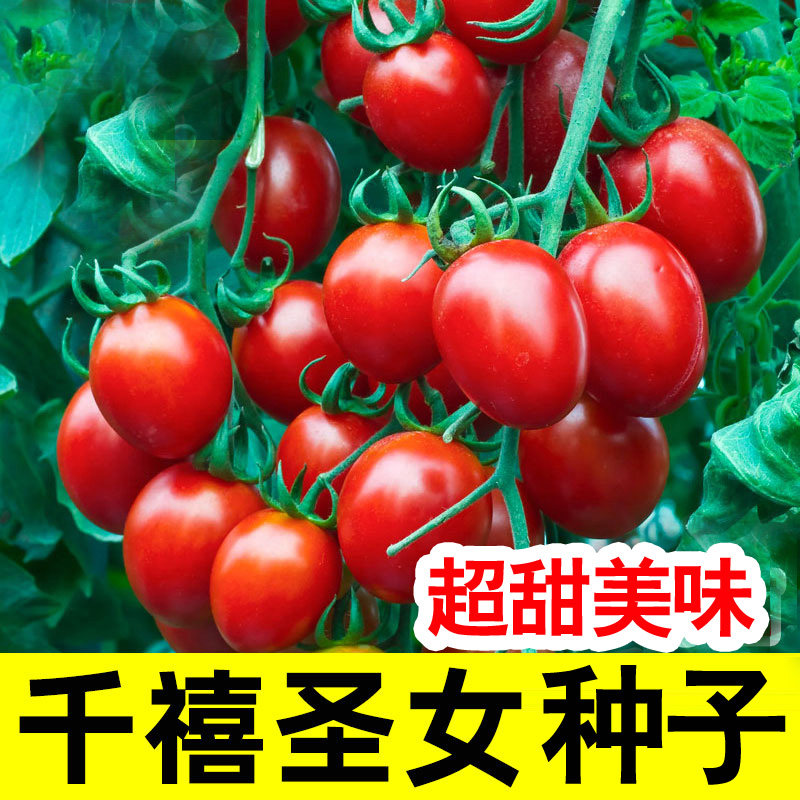 红圣女果种子樱桃小番茄高产蔬菜西红柿种籽孑盆栽黄圣女果蔬菜籽
