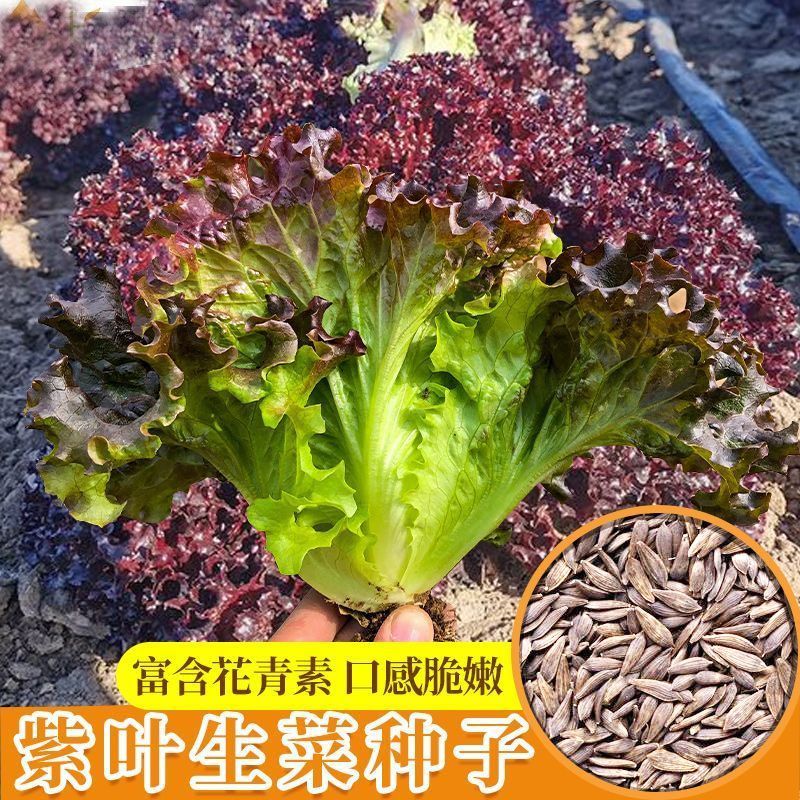 紫叶生菜种子四季播阳台盆栽蔬菜种籽耐寒耐热易种植紫叶生菜种籽