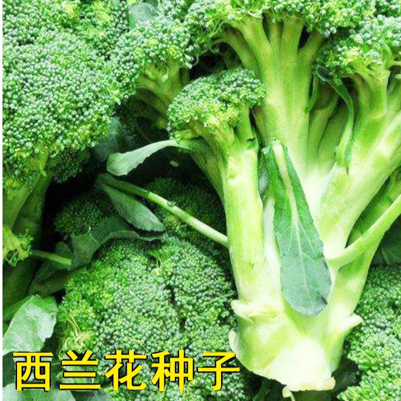 西兰花种子高产西兰花种籽四季可播种阳台庭院蔬菜种子西兰花种籽