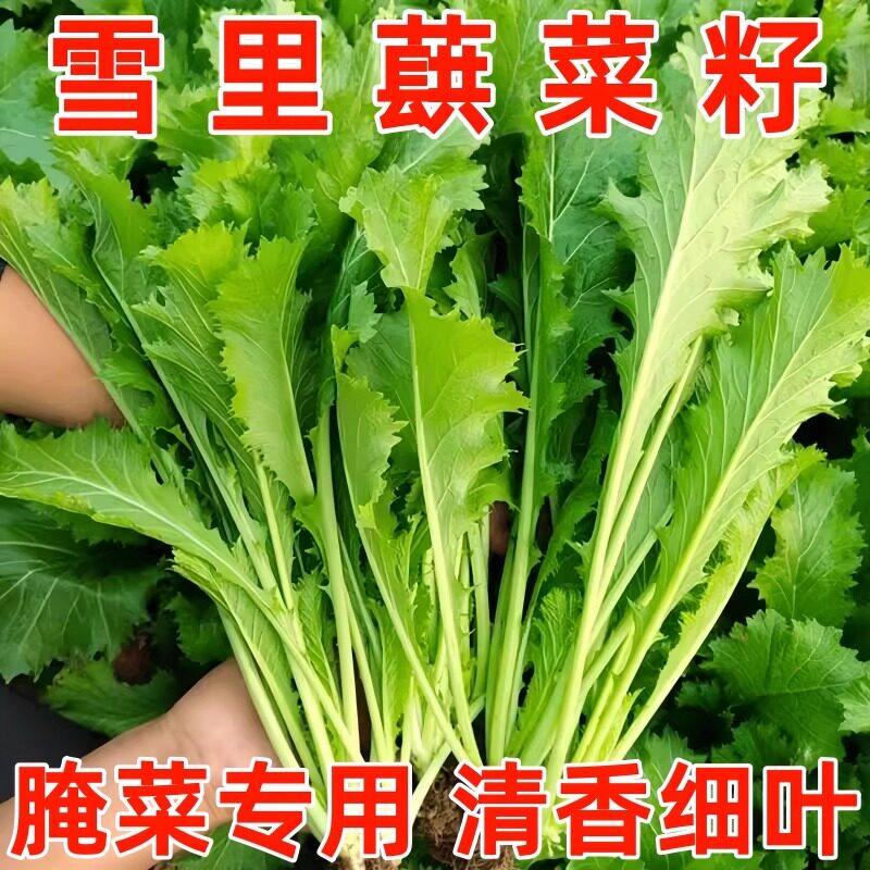雪里蕻种子大叶雪菜泡菜咸菜梅干菜籽四季播蔬菜种籽红九头鸟种子