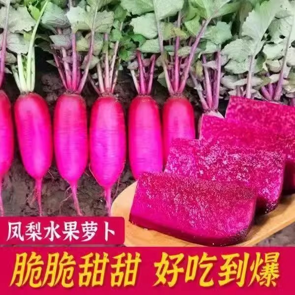 凤梨水果萝卜种籽红萝卜种籽红皮红心四季甜脆耐热萝卜种子大全孑