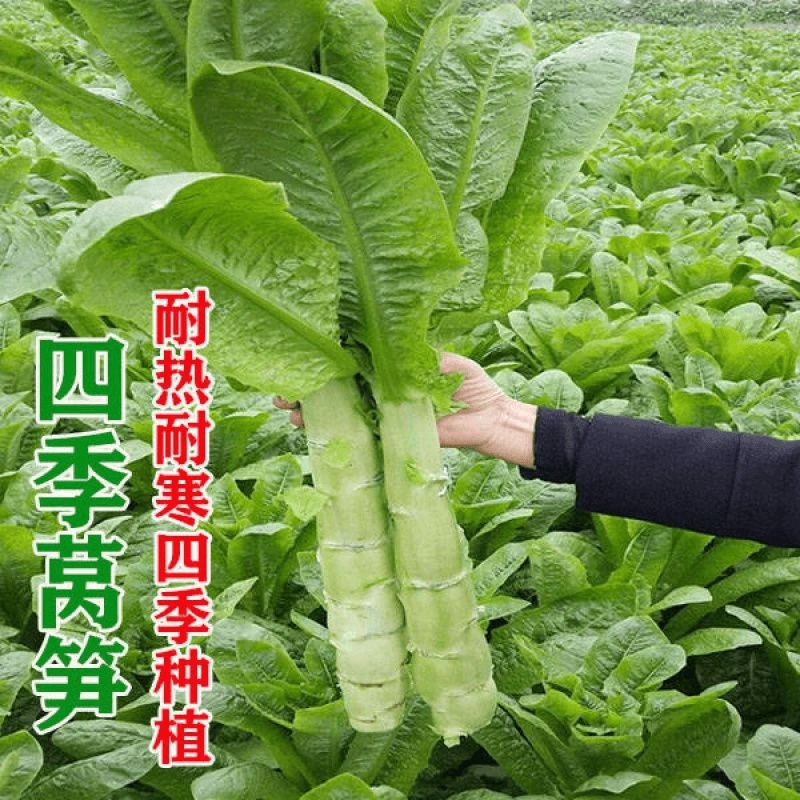 四季莴笋种子青皮绿肉香青莴笋种子高产耐热耐寒春秋冬播蔬菜种籽