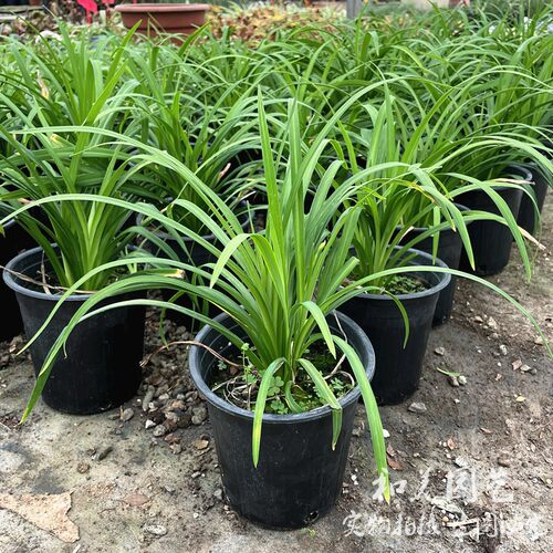 大花萱草  百合科多年生宿根花卉  耐热花镜植物 花期较长