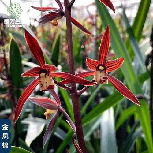 浓香兰花苗金边墨兰金华山冬季带花苞四季阳台客厅室花卉绿植盆栽