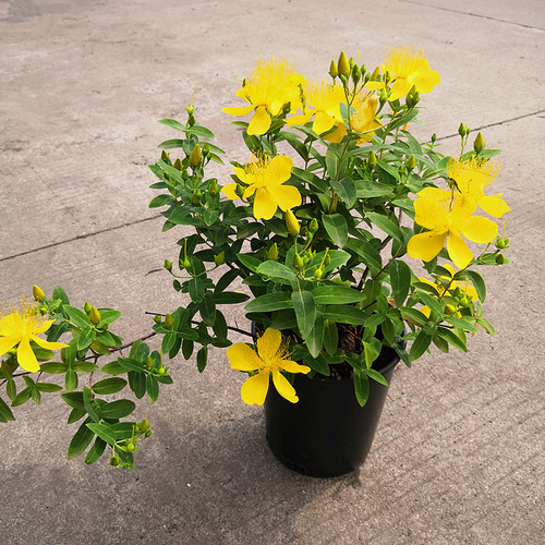 金丝桃盆栽 五心花金丝海棠花苗带花多年生灌木花卉庭院花镜种植