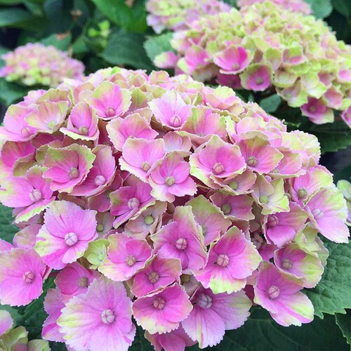 【斯基】绣球花八仙花无尽夏魔幻水晶珊瑚水晶梦幻蓝爱莎小苗中苗