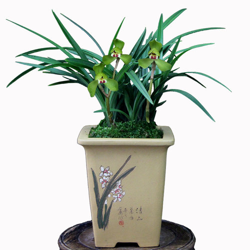 兰花苗带花苞春兰春剑大富贵矮种浓香四季室内阳台花卉盆栽植物