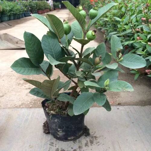 番石榴树苗盆栽带果台湾西瓜芭乐果树苗阳台庭院地栽果树石榴树苗