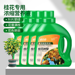 桂花树肥料专用肥开花营养液养料黄叶干尖枯叶病花大花卉绿植养花