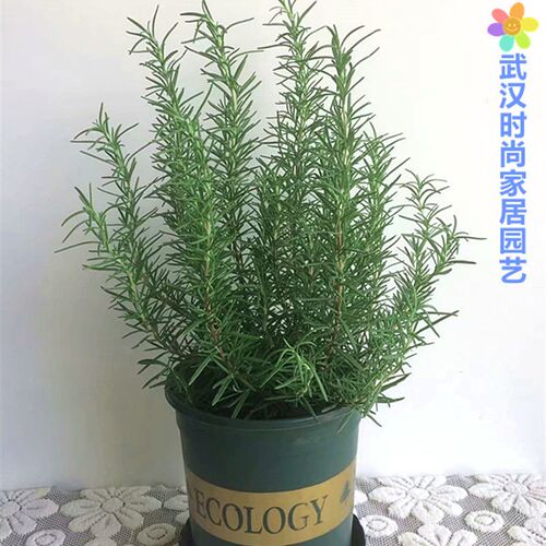 包邮芳香植物迷迭香盆栽食用香草西餐牛排佐料烘焙料理调味食材