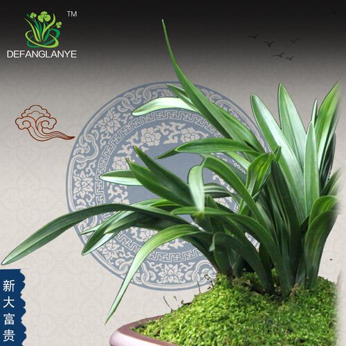 兰花苗春兰草新大富贵春季带花苞室内四季兰草绿植盆栽花卉植物