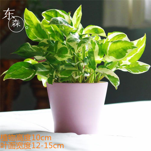 室内观叶植物 易养白金葛优质绿萝水培 雪花葛花叶吸甲醛绿植美观