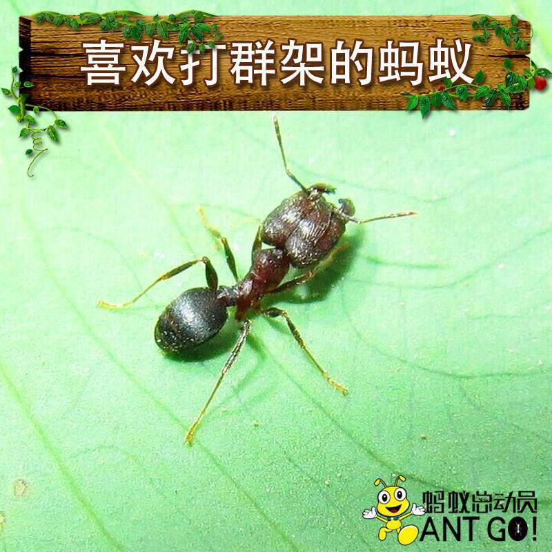 现货速发伊大头蚁蚂蚁小型蚁带特化兵蚁桌面分化明显观赏蚁观察蚁