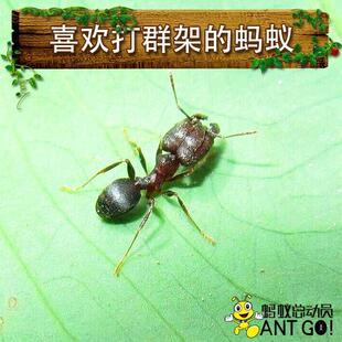 现货速发伊大头蚁蚂蚁小型蚁带特化兵蚁桌面分化明显观赏蚁观察蚁