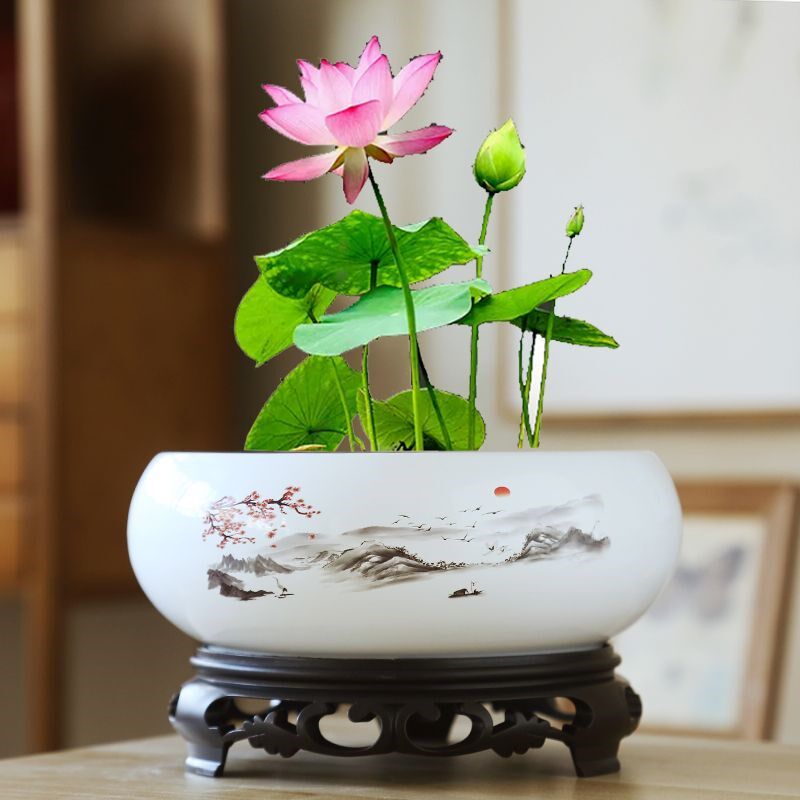 速发水培花盆陶瓷铜钱草一叶莲多莲金钱草睡莲水莲花木碗肉大号盆